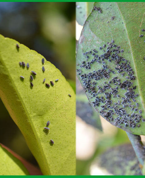 Elimina Plagas Agrícolas