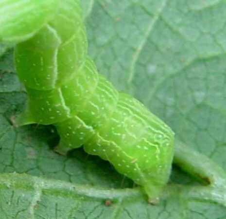 Elimina Plagas Agrícolas