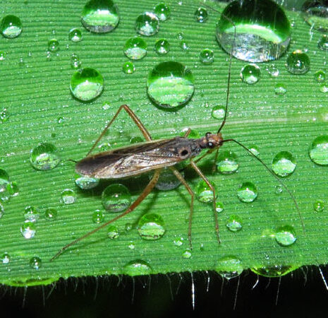 Elimina Plagas Agrícolas