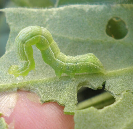 Elimina Plagas Agrícolas